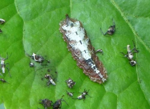 Réf. 304 061 : Meligramma triangulifera